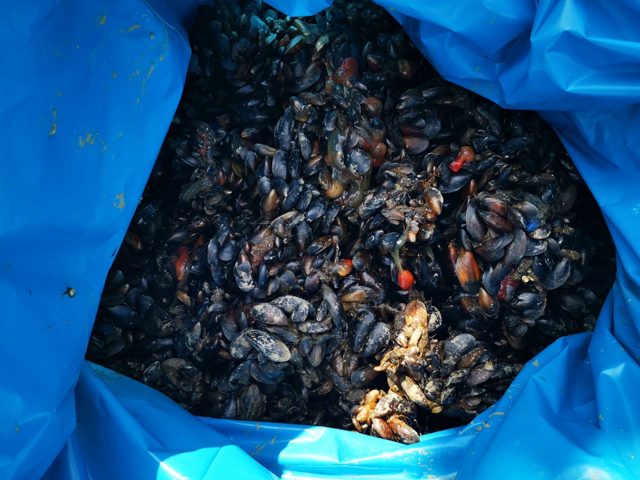 Abgekratzte Muscheln in einem Müllsack