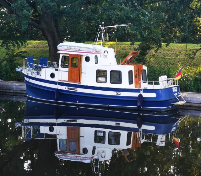 Molly mit Spiegelung im Wasser