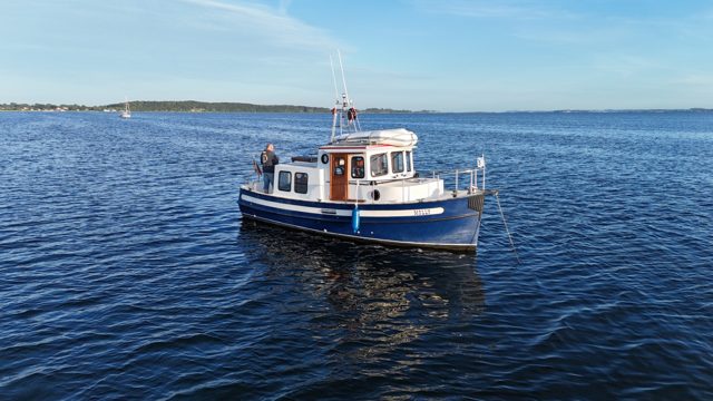 Molly mit blauem Rumpf auf ruhigem Wasser
